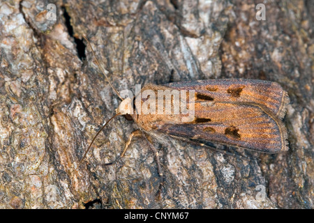 Coeur et dart (Agrotis exclamationis), sur l'écorce Banque D'Images