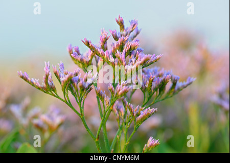 La lavande de mer commun, mer méditerranée-lavande (Limonium vulgare), la floraison, Pays-Bas, Texel, Pays-Bas Banque D'Images