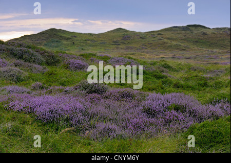 Heather, ling (Calluna vulgaris), dans un paysage de dunes, les Pays-Bas, le nord de l'Hollande, Pays-Bas, Texel Banque D'Images