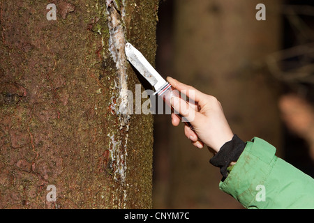 L'épinette de Norvège (Picea abies), kid se gratter la gomme d'arbre avec un couteau de poche à partir d'un tronc de l'épinette, Allemagne Banque D'Images