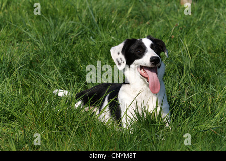 Border Collie (Canis lupus f. familiaris), mélange de Border Collie couché dans la prairie et haletant Banque D'Images