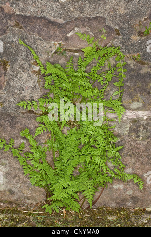 La vessie fragile-fougère, fougère Cystopteris fragilis (fragile), sur un mur, Allemagne Banque D'Images