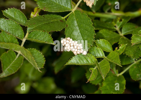 Fox Moth (Macrothylacia rubi), les oeufs à la feuille de rose sauvage Banque D'Images