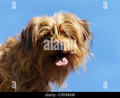 Dog (Canis lupus f. familiaris), blond dog looking at camera Banque D'Images