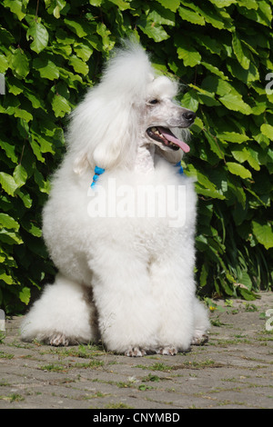 Caniche miniature (Canis lupus f. familiaris), caniche miniature blanc assis en face de hedge Banque D'Images