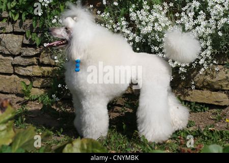 Caniche miniature (Canis lupus f. familiaris), caniche miniature blanc debout devant un mur Banque D'Images