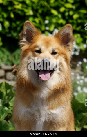 Chien de Berger islandais (Canis lupus f. familiaris), portrait Banque D'Images