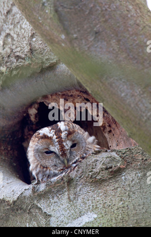 Chouette hulotte eurasien (Strix Aluco enr), assis dans un trou d'arbre, de l'Allemagne, Schleswig-Holstein Banque D'Images