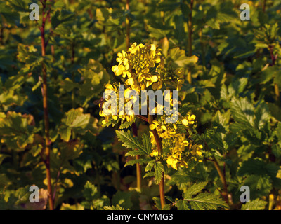 Charlock, champ de maïs, moutarde moutarde (Sinapis arvensis), la floraison, l'Allemagne, la Bavière Banque D'Images