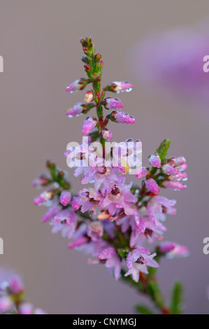 Heather, ling (Calluna vulgaris), couvertes de fleurs de la matinée en raison, l'Allemagne, Rhénanie du Nord-Westphalie, la réserve naturelle du Westruper Heide Banque D'Images