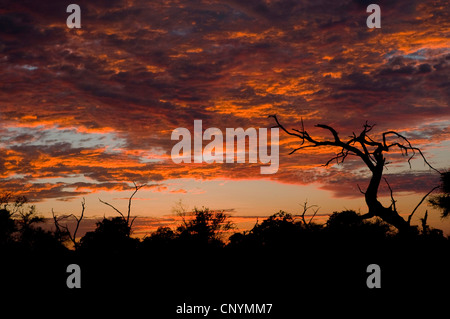 Coucher de soleil sur la savane, Botswana, Chobe National Park Banque D'Images