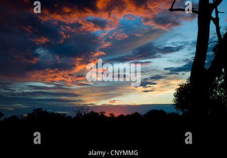 Coucher de soleil sur la savane, Botswana, Chobe National Park Banque D'Images