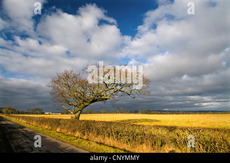 Seul arbre à une approche de la Solway Firth à Caerlaverock WWT, Royaume-Uni, Ecosse, NNR Caerlaverock Banque D'Images