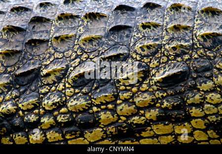 Le crocodile du Nil (Crocodylus niloticus), close-up de la peau d'un animal à la rivière Chobe, au Botswana, Chobe National Park Banque D'Images