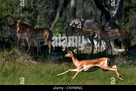 Impala (Aepyceros melampus), un animal courir devant un troupeau reposant à l'ombre des arbres, Moremi, Botswana Banque D'Images