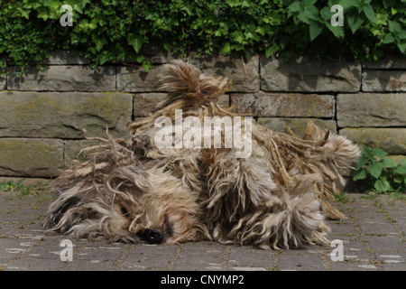 Bergamasco Shepherd Dog (Canis lupus f. familiaris), roulant sur le sol Banque D'Images