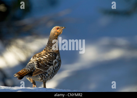 Grand tétras, grand tétras (Tetrao urogallus), femme dans la neige, la Suède, l'Fulufjaellet National Park Banque D'Images