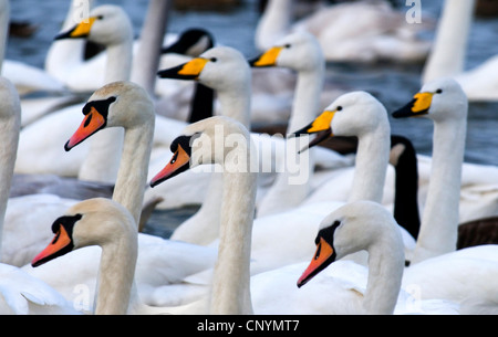 Mute swan (Cygnus olor), nager avec les cygnes chanteurs et les bernaches du Canada, Royaume-Uni, Ecosse, Solway Firth Banque D'Images