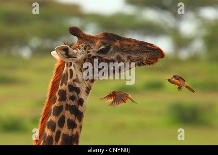Girafe (Giraffa camelopardalis), red-billed oxpecker voler dans un proche d'une girafe , Tanzanie, la Ngorongoro Conservation Area Banque D'Images