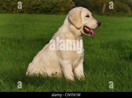 Golden Retriever (Canis lupus f. familiaris), âgé de 5 mois mettent bas dans un pré, Allemagne Banque D'Images