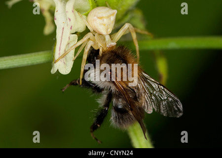 Araignée crabe (Thomisus onustus .), bien camouflée femelle sur une fleur blanche avec pris humble abeille, Allemagne Banque D'Images