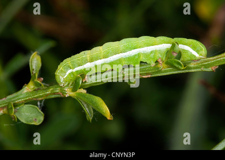 Caractère hébraïque (Orthosia gothica), Caterpillar, Allemagne Banque D'Images