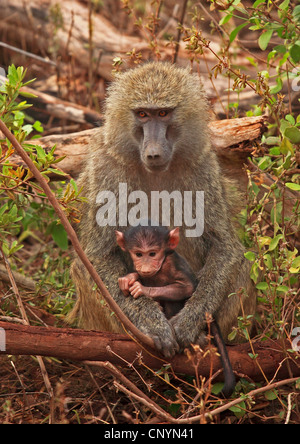 Babouin jaune, savannah babouin (Papio cynocephalus), la maman et le jeune animal assis dans le désert, la Tanzanie, le Parc National du Lac Manyara Banque D'Images