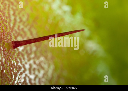 La Dionée, Venus Flytrap, Venus' Flytrap, Venus Fly Trap, Venus Fly Trap'Venus', Fly Trap, Fly-Trap (Dionaea muscipula), déclencher des cheveux sur la surface intérieure d'un piège à feuilles Banque D'Images