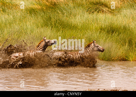 Le zèbre de Boehm, Grant's zebra (Equus quagga boehmi Equus quagga, granti), deux zèbres qui traverse un étang, la Tanzanie, la Ngorongoro Conservation Area Banque D'Images