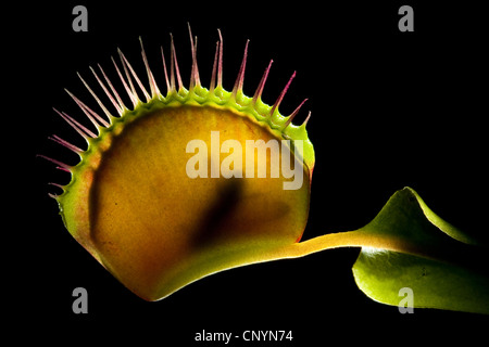 La Dionée, Venus Flytrap, Venus' Flytrap, Venus Fly Trap, Venus Fly Trap'Venus', Fly Trap, Fly-Trap (Dionaea muscipula), fermées avec piège pris fly Banque D'Images