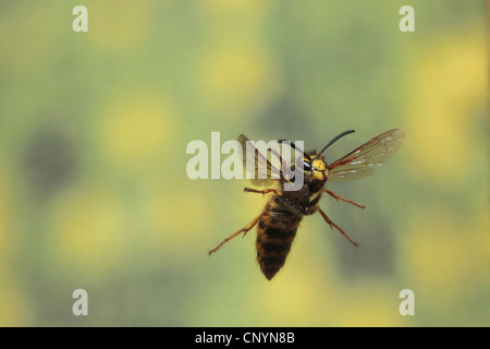 Wasp allemand en vol. Banque D'Images