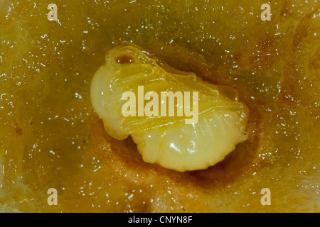 Le chêne commun gallwasp feuille de chêne, noyer, cerisier cynips galle gall (Cynips quercusfolii), coupe d'une vésicule avec pupa, Allemagne Banque D'Images