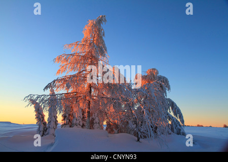 Snowcovered arbres en hiver, l'Allemagne, la Saxe, montagnes Erz Banque D'Images