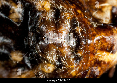 Cross orbweaver, jardin araignée, spider Araneus diadematus (croix), filière, Allemagne Banque D'Images