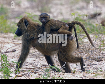 Babouin jaune, savannah babouin (Papio cynocephalus), jeune babouin au dos de leur mère, la Tanzanie, le Parc National du Lac Manyara Banque D'Images