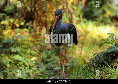 La cigogne noire (Ciconia nigra), la marche dans une forêt, en Allemagne, en Bavière, Parc National de la Forêt bavaroise Banque D'Images