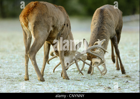 Red Deer (Cervus elaphus), classement, lutte à harts Germany, Bavaria Banque D'Images