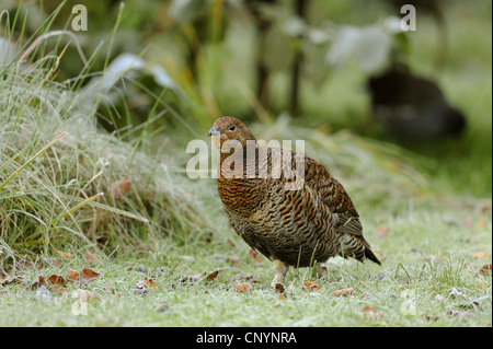 Tétras (Tetrao tetrix Lyrurus tetrix,), Femme, Allemagne, Bavière, Parc National de la Forêt bavaroise Banque D'Images