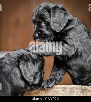 Chiots Labrador noir à jouer ensemble dans un chenil.chiot mignon photo Banque D'Images
