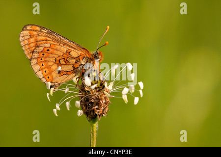 Marsh fritillary (Euphydryas aurinia), assis sur un plantain, Allemagne, Rhénanie-Palatinat Banque D'Images