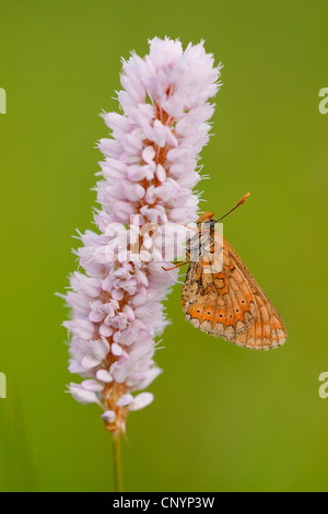 Marsh fritillary (Euphydryas aurinia), assis à Polygonum bistorta, Allemagne, Rhénanie-Palatinat Banque D'Images