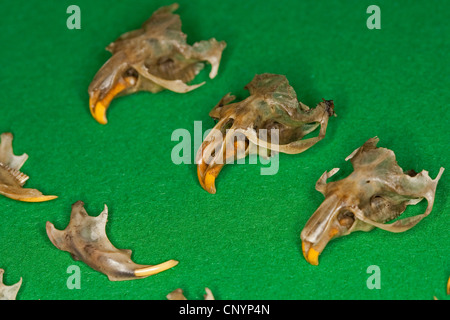 Effraie des clochers (Tyto alba), différents os souris trié des aliments non digérés, résidus de sciage Banque D'Images