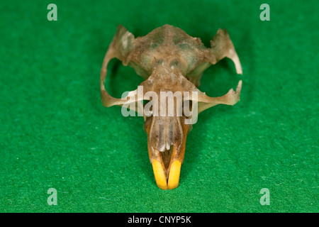 Effraie des clochers (Tyto alba), souris scull, résidus de nourriture non digérée pellet Banque D'Images