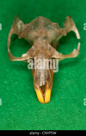 Effraie des clochers (Tyto alba), souris scull, résidus de nourriture non digérée pellet Banque D'Images