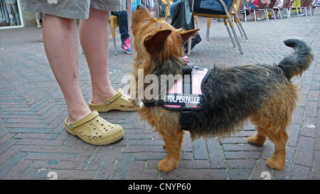 Dog (Canis lupus f. familiaris), avec faisceau chien marqués 'trébuchement' Banque D'Images