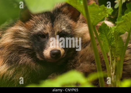 Le chien viverrin (Nyctereutes procyonoides), portrait, Allemagne Banque D'Images