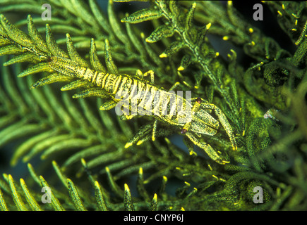 Un crinoïde crinoïde correspondant à ses crevettes Banque D'Images