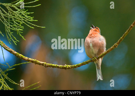 Chaffinch (Fringilla coelebs), chant homme, Allemagne, Hesse Banque D'Images