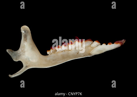 Effraie des clochers (Tyto alba), la mâchoire inférieure d'une souris, des aliments non digérés le résidu d'un pellet Banque D'Images