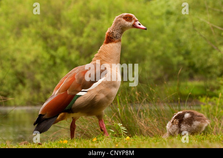 Egyptian goose (Alopochen aegyptiacus), au bord de l'eau d'un lac, d'Allemagne, Hesse Banque D'Images